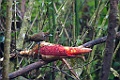 Magnificent Bird-of-Paradise [00330] 22-jul-2018 (Arfak Mountains, Manokwari)-vrouw