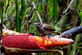 Magnificent Bird-of-Paradise [00351] 22-jul-2018 (Arfak Mountains, Manokwari)-vrouw