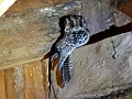 Mountain Owlet-nightjar [00382] 22-jul-2018 (Arfak Mountains, Manokwari)