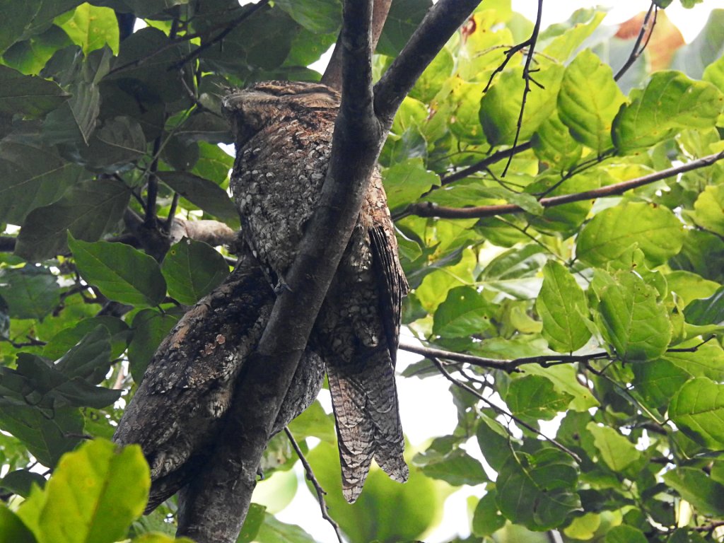 Papuan Frogmouth [00567] 26-jul-2018 (Raja Ampat, Waigeo).jpg - Reuzenuilnachtzwaluw [Podargus papuensis]