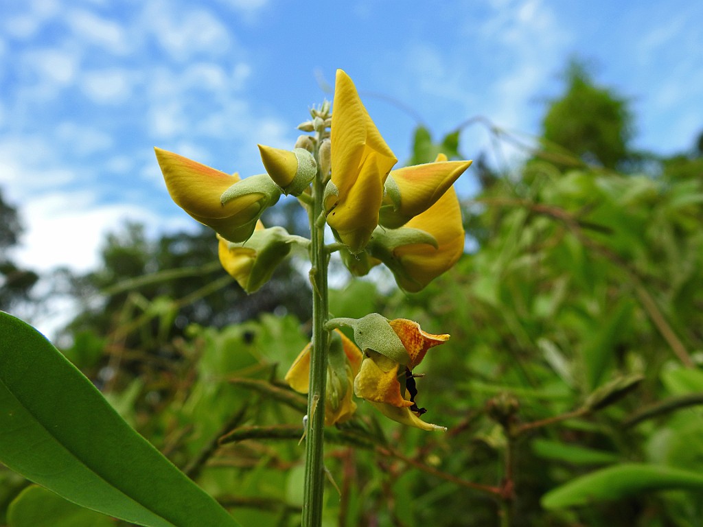Plant [00627] 27-jul-2018 (Raja Ampat, Waigeo).jpg - Plant [Plantae spec.]
