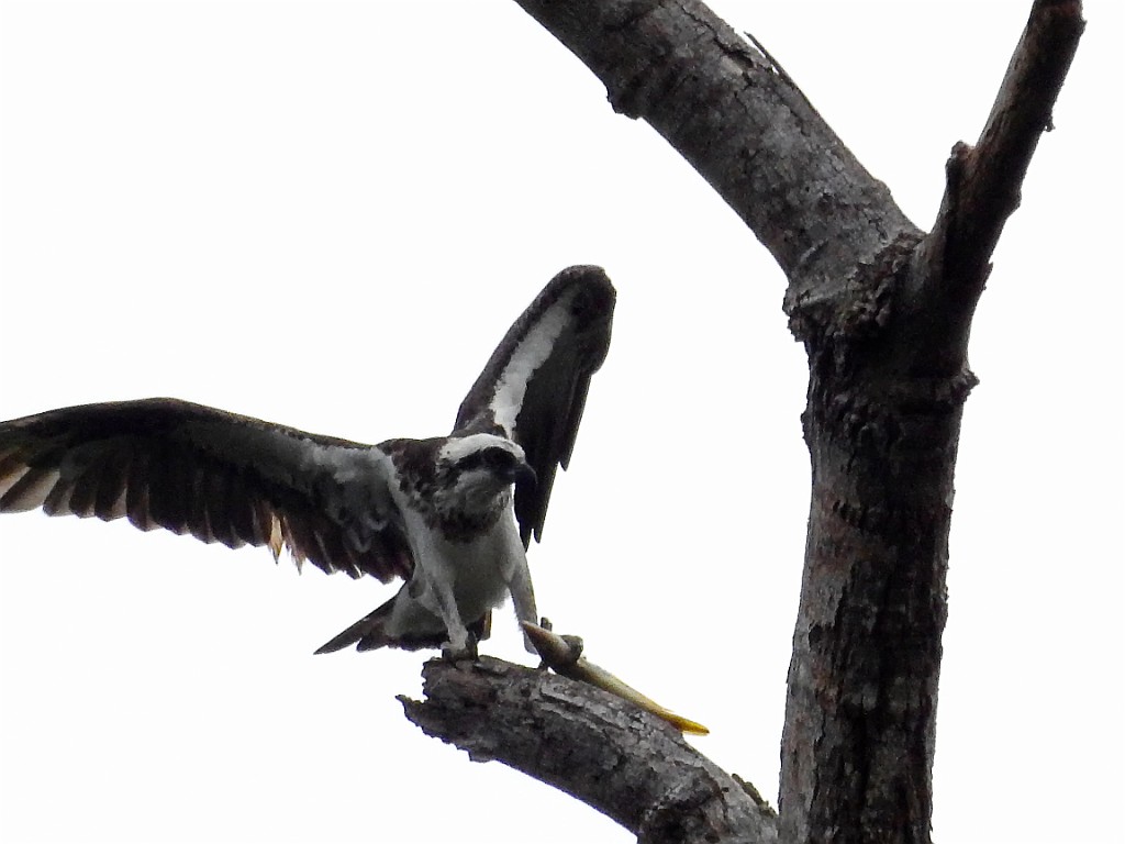 Eastern Osprey [00703] 28-jul-2018 (Raja Ampat, Waigeo).jpg - Visarend [Pandion cristatus]