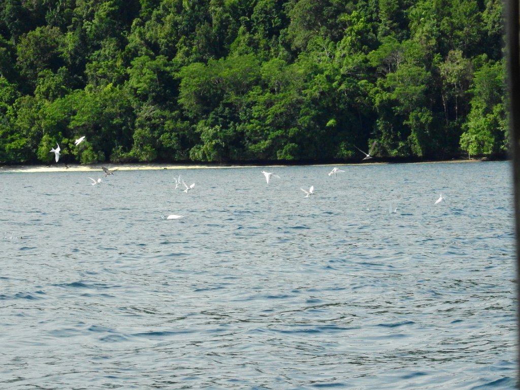 Black-naped Tern [00747] 29-jul-2018 (Raja Ampat, Waigeo).jpg - Zwartnekstern [Sterna sumatrana]