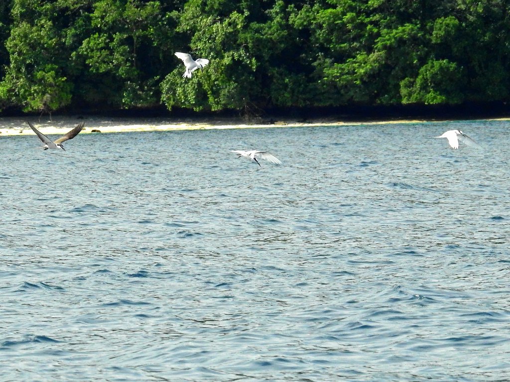 Black-naped Tern [00748] 29-jul-2018 (Raja Ampat, Waigeo).jpg - Zwartnekstern [Sterna sumatrana]