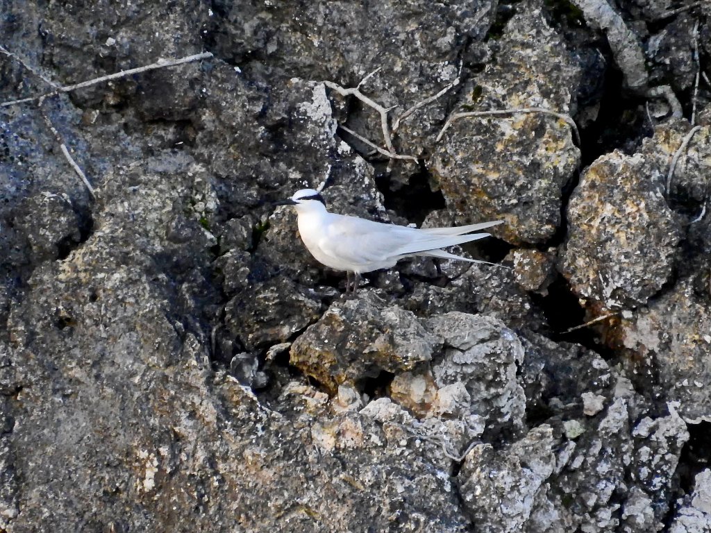 Black-naped Tern [00779] 29-jul-2018 (Raja Ampat, Waigeo).jpg - Zwartnekstern [Sterna sumatrana]