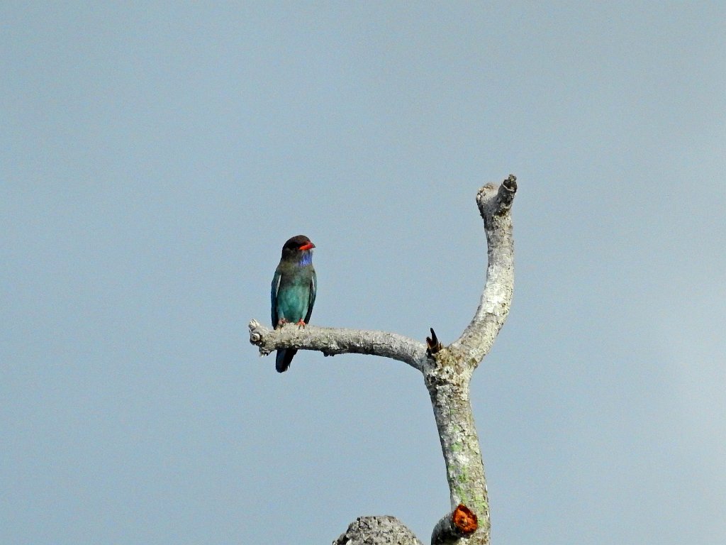 Dollarbird [00770] 29-jul-2018 (Raja Ampat, Waigeo).jpg - Dollarvogel [Eurystomus orientalis]