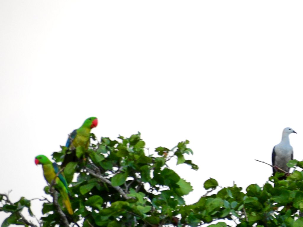 Great-billed Parrot [00785] 29-jul-2018 (Raja Ampat, Waigeo).jpg - Dikbekpapegaai [Tanygnathus megalorhynchos]