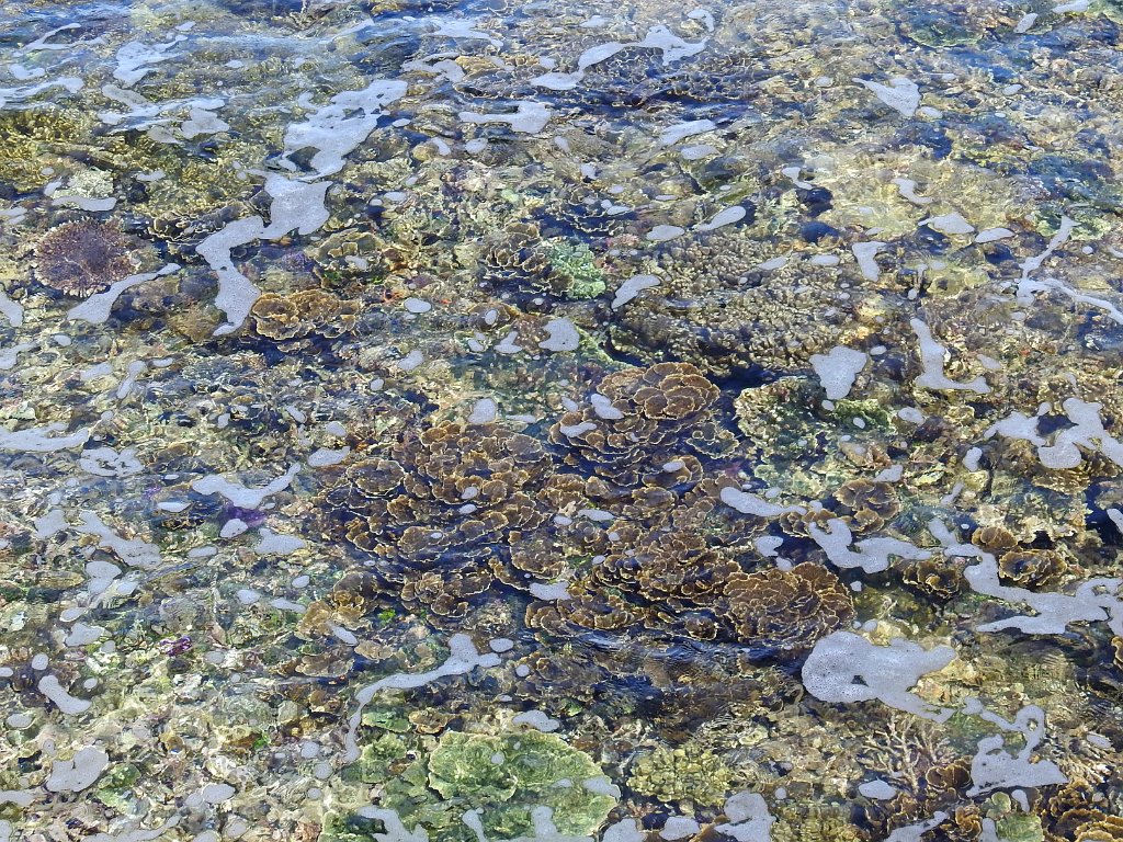 Koraal [00741] 29-jul-2018 (Raja Ampat, Waigeo).jpg - Koraal