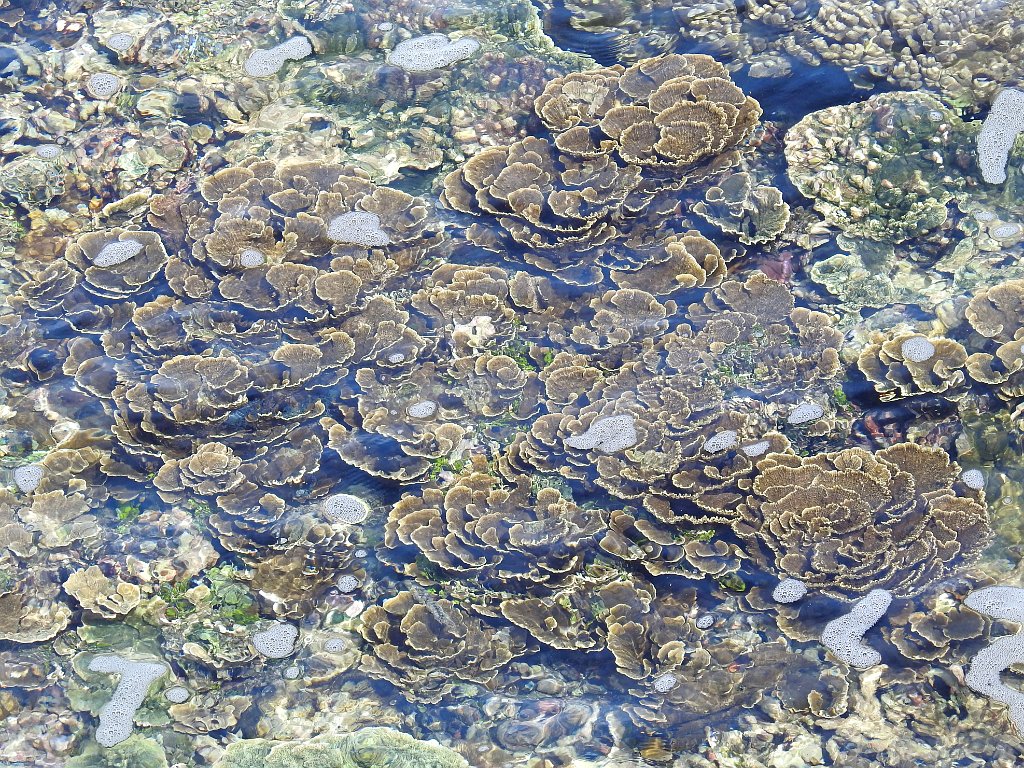 Koraal [00742] 29-jul-2018 (Raja Ampat, Waigeo).jpg - Koraal