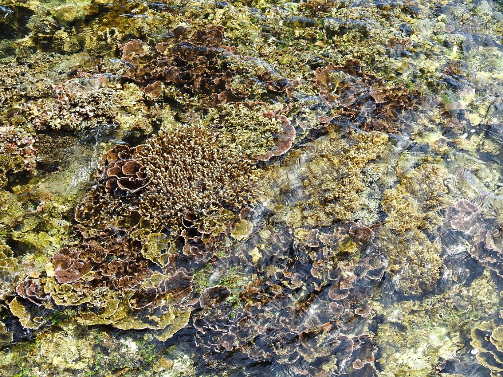 Koraal [00743] 29-jul-2018 (Raja Ampat, Waigeo).jpg - Koraal