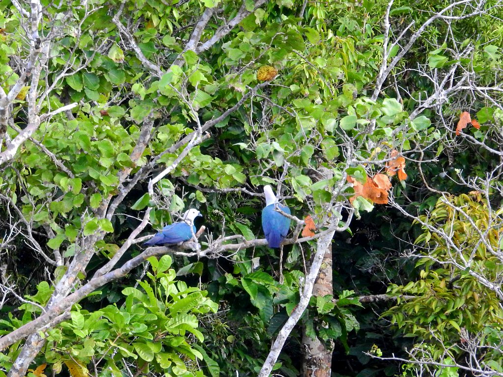 Spice Imperial Pigeon [00756] 29-jul-2018 (Raja Ampat, Waigeo).jpg - Zwartknobbelmuskaatduif [Ducula myristicivora]