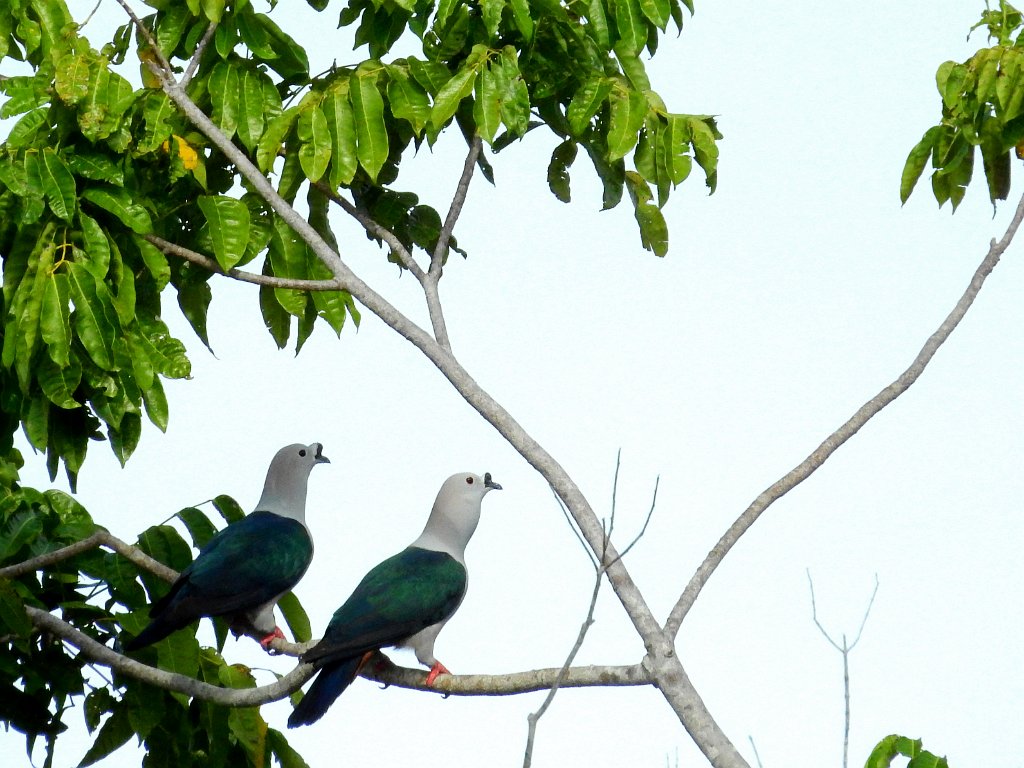 Spice Imperial Pigeon [00761] 29-jul-2018 (Raja Ampat, Waigeo).jpg - Zwartknobbelmuskaatduif [Ducula myristicivora]