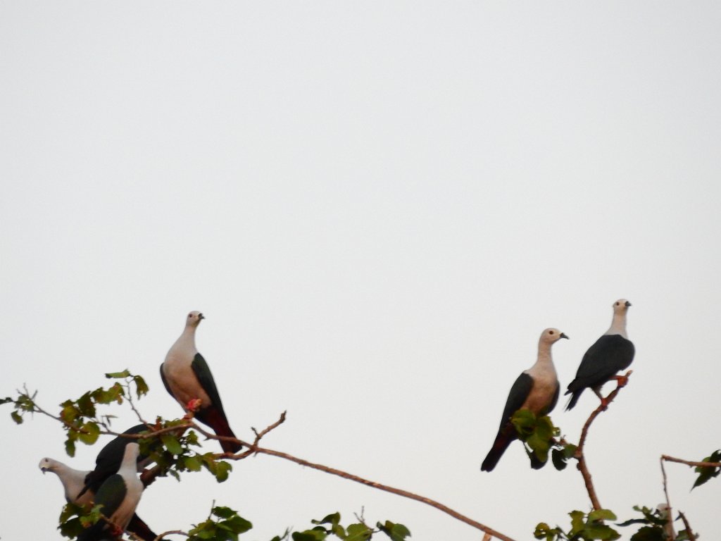Spice Imperial Pigeon [00783] 29-jul-2018 (Raja Ampat, Waigeo).jpg - Zwartknobbelmuskaatduif [Ducula myristicivora]