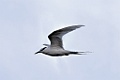 Black-naped Tern [718] 29-jul-2018 (Raja Ampat, Waigeo)