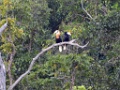 Blyth`s Hornbill [00776] 29-jul-2018 (Raja Ampat, Waigeo)