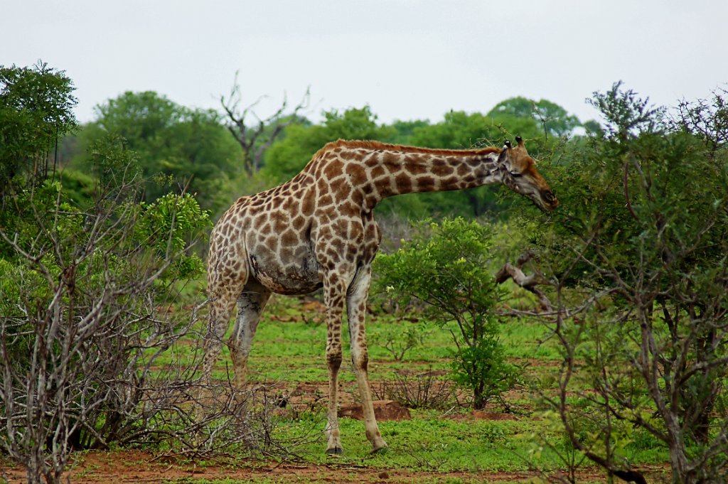 Giraffe [1381] 10-dec-2010 (Kruger NP).jpg - Giraffe [Giraffa camelopardalis ]