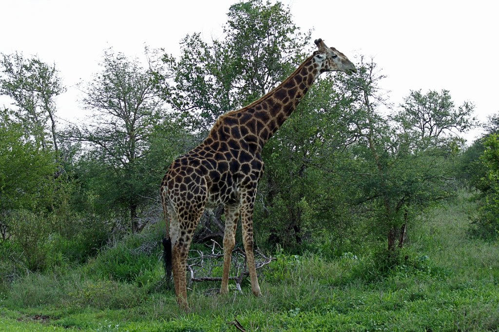Giraffe [1395] 10-dec-2010 (Kruger NP).jpg - Giraffe [Giraffa camelopardalis ]