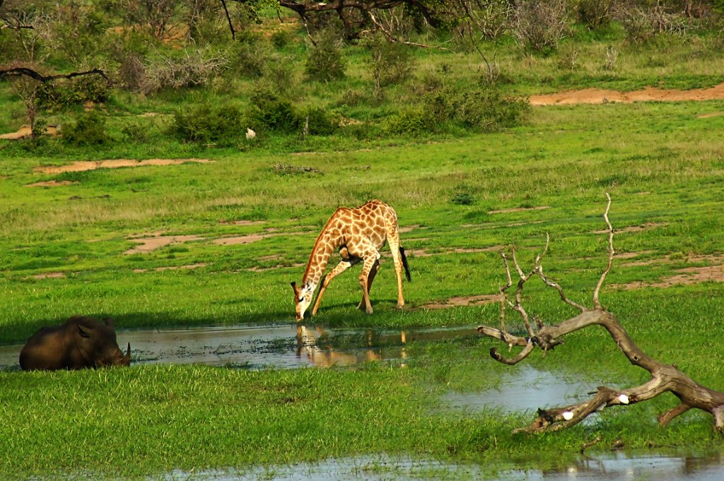 Giraffe [1405] 10-dec-2010 (Kruger NP).jpg - Giraffe [Giraffa camelopardalis ]