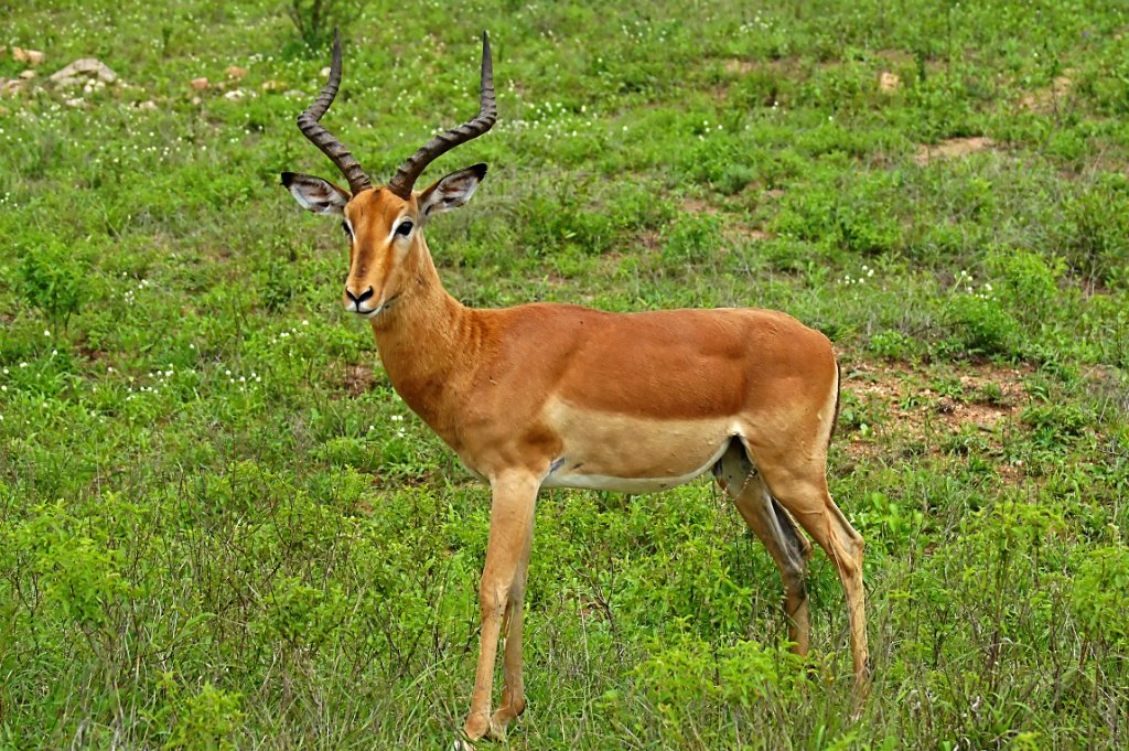 Impala [1719] 10-dec-2010 (Kruger NP).jpg - Impala [Aepyceros melampus ]