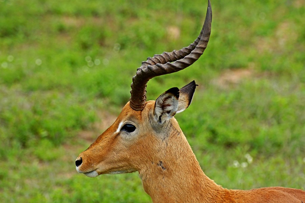 Impala [1721] 10-dec-2010 (Kruger NP).jpg - Impala [Aepyceros melampus ]