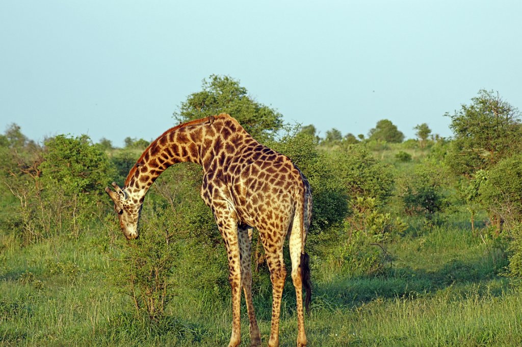 Giraffe [1417] 11-dec-2010 (Kruger NP, Lower Sabie).jpg - Giraffe [Giraffa camelopardalis ]