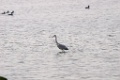 Blauwe reiger [10616] 21-sep-2014 (Falsterbo)