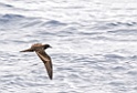 Bulwers Stormvogel [008] 30-jun-2015 (Atlantische Oceaan, Madeira)-RO