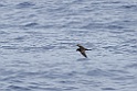 Bulwers Stormvogel [0378] 29-jun-2015 (Atlantische Oceaan, Madeira)