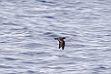 Bulwers Stormvogel [0380] 29-jun-2015 (Atlantische Oceaan, Madeira)