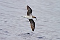 Desertasstormvogel  [024] 30-jun-2015 (Desertas Island, Madeira)-JS