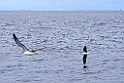 Desertasstormvogel [0451] 30-jun-2015 (Atlantische Oceaan, Madeira)