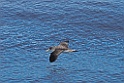 Kuhls Pijlstormvogel [0084] 26-jun-2015 (Desertas Island, Madeira)