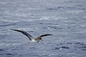 Kuhls Pijlstormvogel [0372] 29-jun-2015 (Atlantische Oceaan, Madeira)