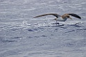 Kuhls Pijlstormvogel [0373] 29-jun-2015 (Atlantische Oceaan, Madeira)