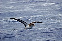 Kuhls Pijlstormvogel [0374] 29-jun-2015 (Atlantische Oceaan, Madeira)
