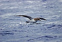 Kuhls Pijlstormvogel [0375] 29-jun-2015 (Atlantische Oceaan, Madeira)