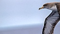 Kuhls Pijlstormvogel [0377] 29-jun-2015 (Atlantische Oceaan, Madeira)
