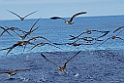 Kuhls Pijlstormvogel [0396] 30-jun-2015 (Atlantische Oceaan, Madeira)