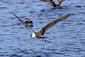 Kuhls Pijlstormvogel [0415] 30-jun-2015 (Atlantische Oceaan, Madeira)