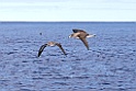 Kuhls Pijlstormvogel [0417] 30-jun-2015 (Atlantische Oceaan, Madeira)