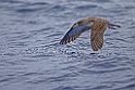 Kuhls Pijlstormvogel [046] 29-jun-2015 (Desertas Island, Madeira)-SB