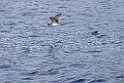 Kuhls Pijlstormvogel [0460] 30-jun-2015 (Atlantische Oceaan, Madeira)