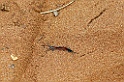 Duizendpoot [1163] 15-dec-2010 (Mkuze Game Reserve, Mkuzi)