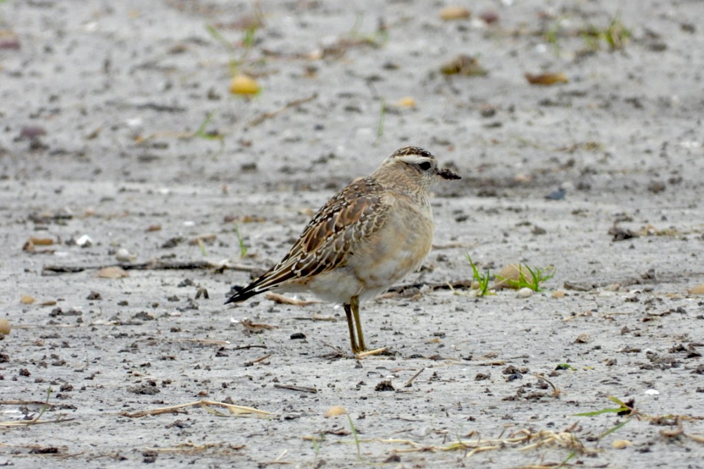 Morinelplevier [16570] 06-okt-2019 (Texel).jpg - Morinelplevier [Charadrius morinellus]