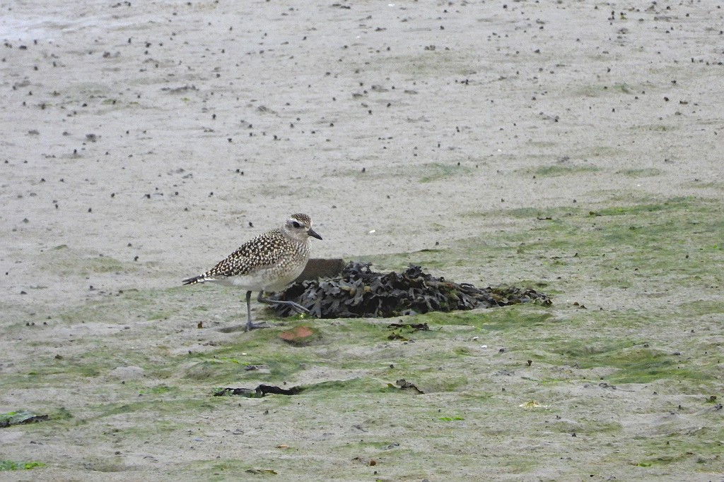 Zilverplevier [16585] 06-okt-2019 (Texel).jpg - Zilverplevier [Pluvialis squatarola]