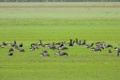Rotgans [16562] 06-okt-2019 (Texel)