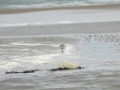 Drieteenstrandloper [039] 23-sep-2020 (Cocksdorp, Texel)