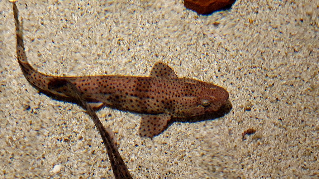 Hondshaai [011] 24-sep-2020 (Ecomare, Texel).jpg - Hondshaai [Scyliorhinus canicula]