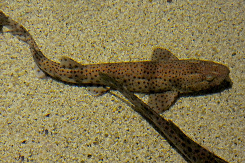 Hondshaai [124] 24-sep-2020 (Ecomare, Texel).jpg - Hondshaai [Scyliorhinus canicula]