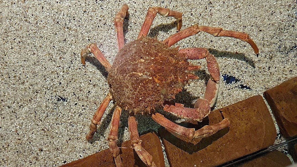 Noordzeekrab [009] 24-sep-2020 (Ecomare, Texel).jpg - Noordzeekrab [Cancer pagurus]